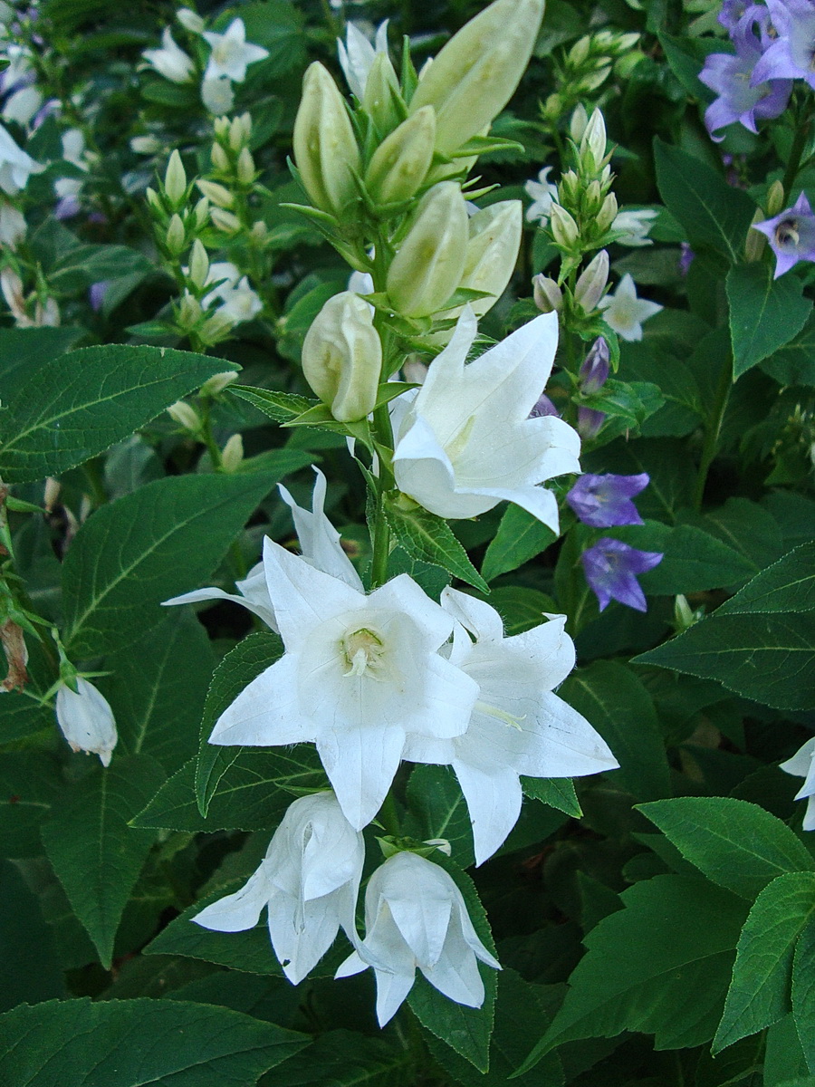 Изображение особи Campanula latifolia.