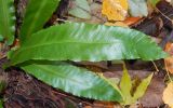 Phyllitis scolopendrium