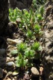 Cerastium semidecandrum. Цветущие растения. Крым, Балаклава, приморские склоны. 26 марта 2010 г.