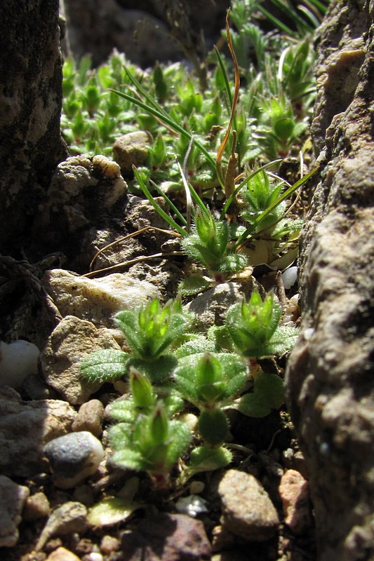 Image of Cerastium semidecandrum specimen.