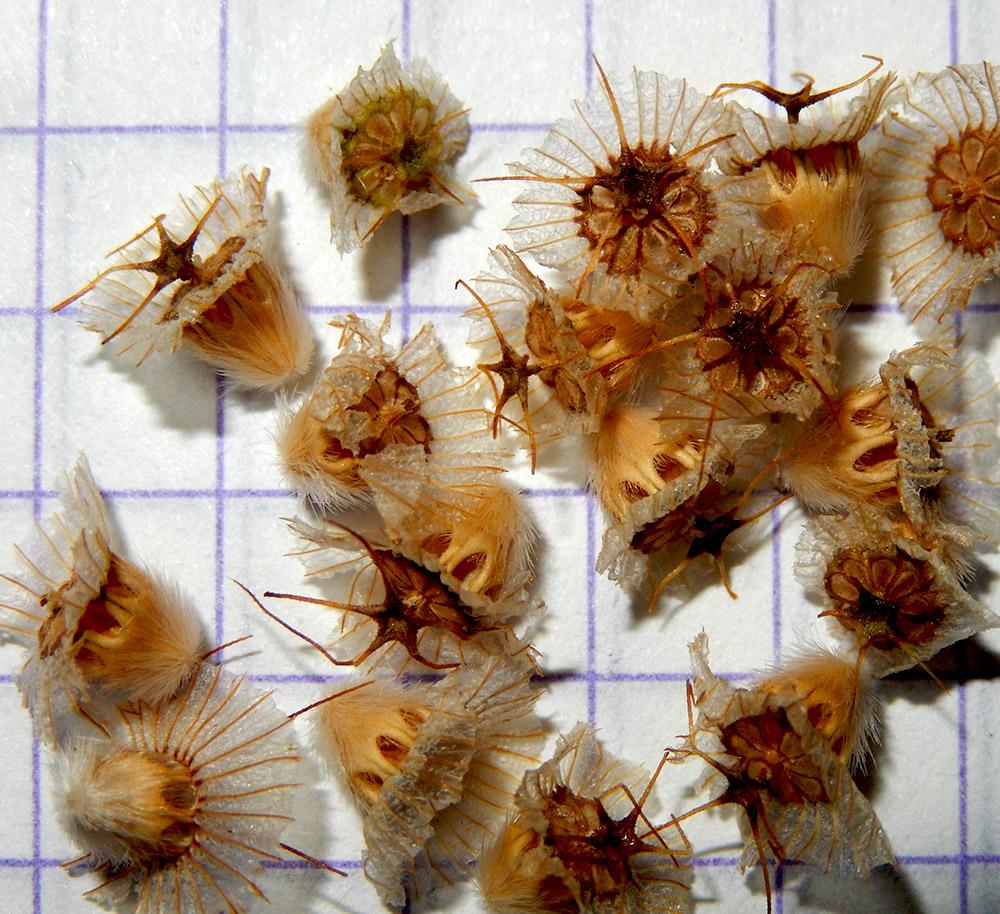 Image of Lomelosia micrantha specimen.