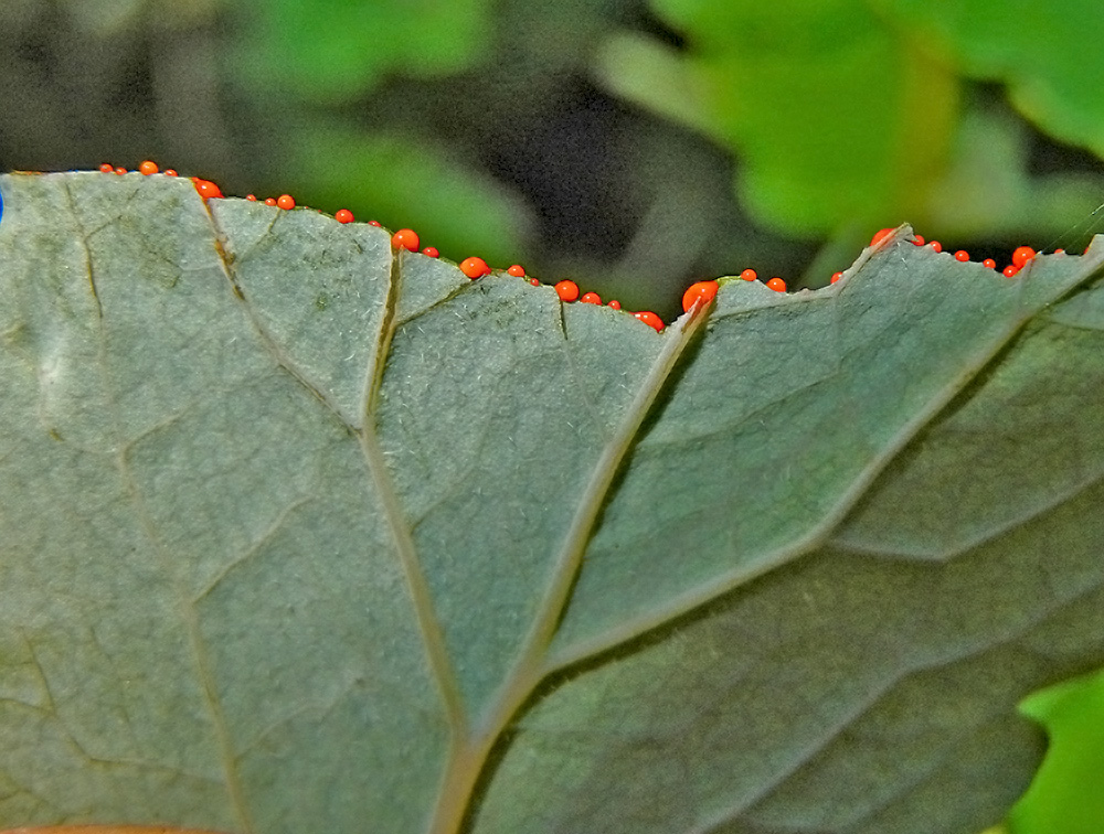 Изображение особи Chelidonium majus.