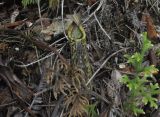 Nepenthes fusca. Ловчий кувшинчик. Малайзия, о-в Борнео, штат Сабах, склон горы Трас-Мади, тропа в джунглях, тропический дождевой лес. 23 февраля 2013 г.