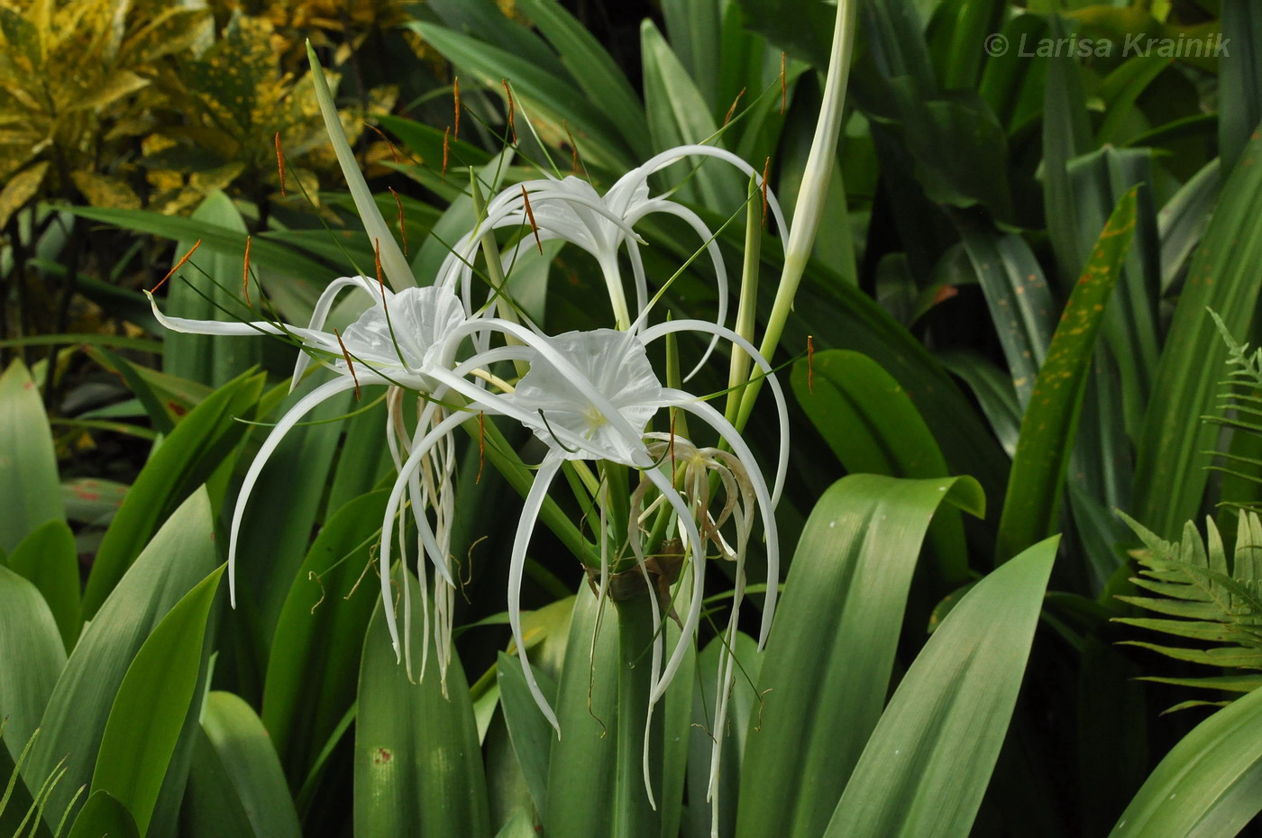 Image of genus Hymenocallis specimen.
