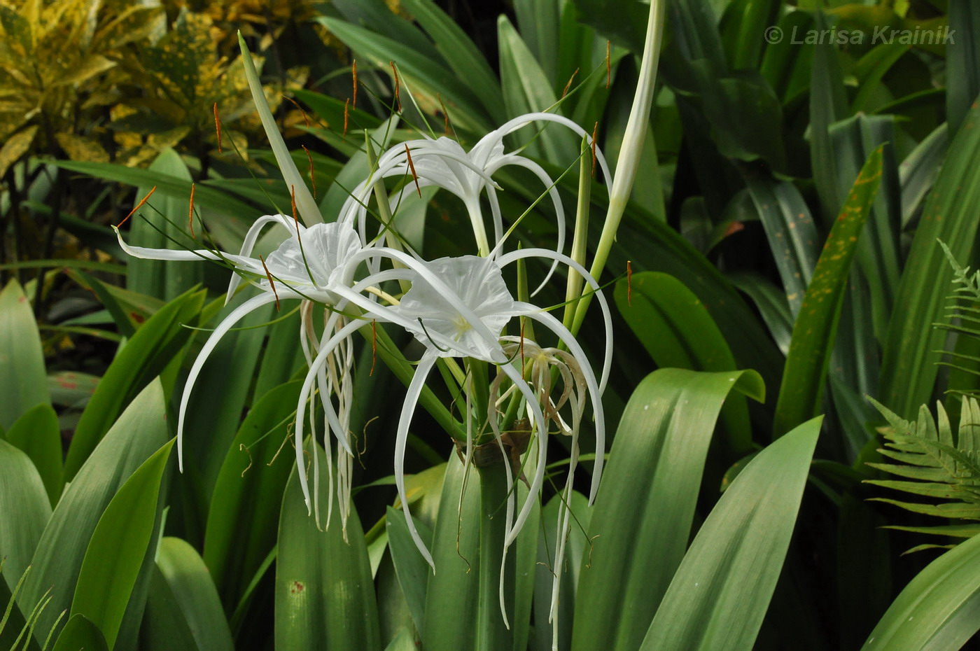 Изображение особи род Hymenocallis.