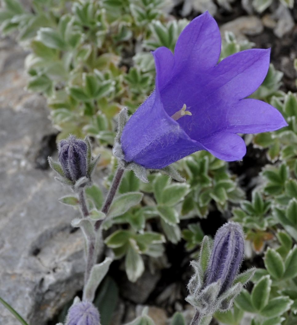 Image of Campanula oreadum specimen.