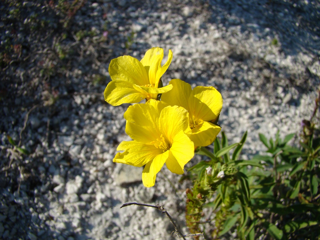 Image of Linum flavum specimen.