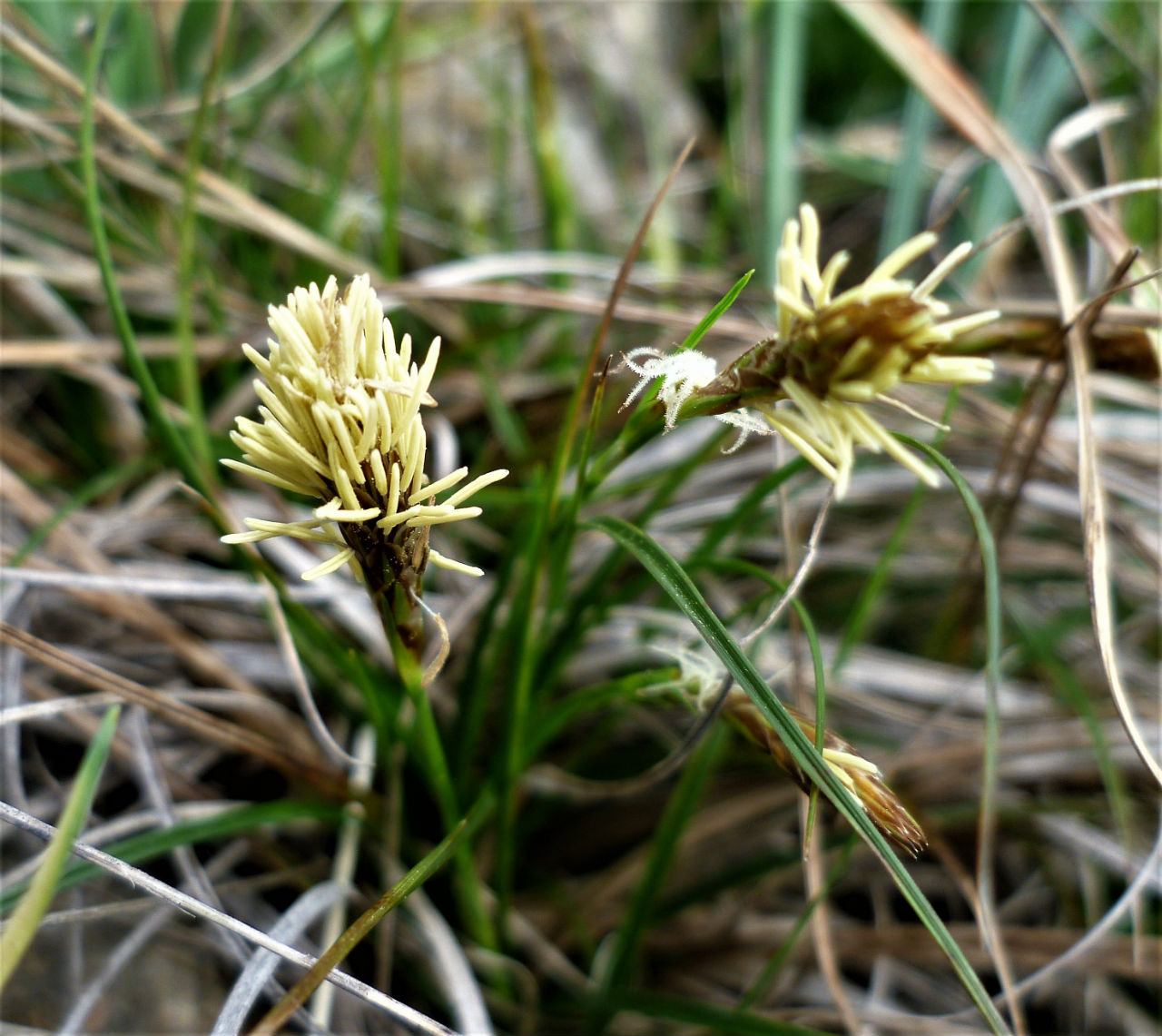 Image of Carex halleriana specimen.