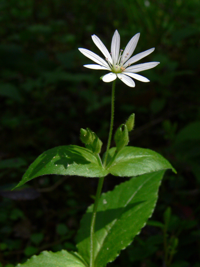 Изображение особи Stellaria bungeana.