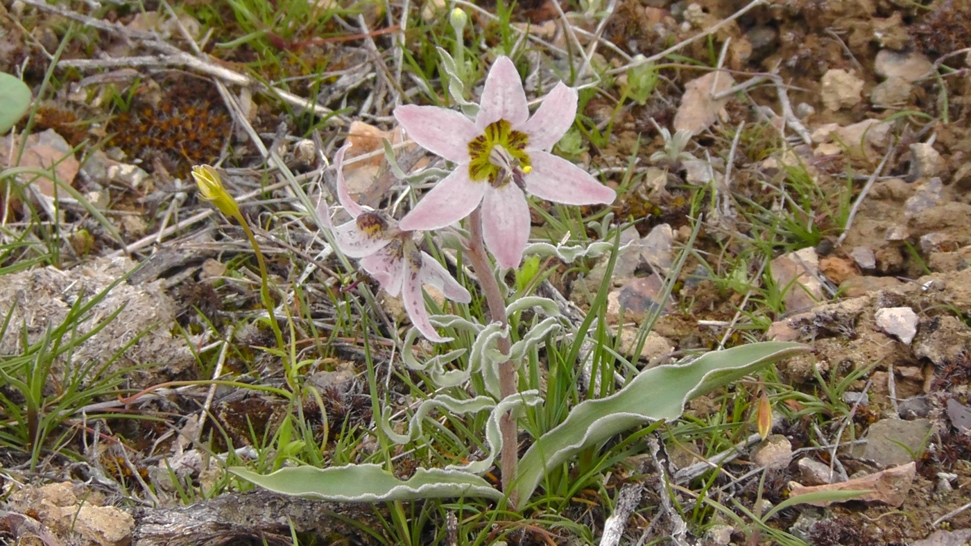 Изображение особи Rhinopetalum karelinii.