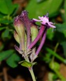 Silene aegyptiaca