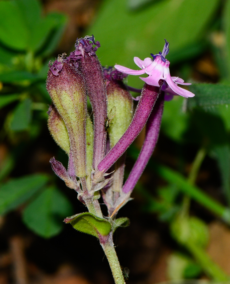 Изображение особи Silene aegyptiaca.