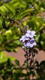 Duranta erecta