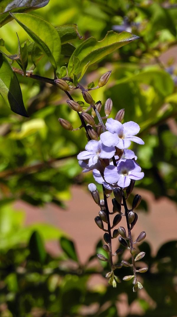 Image of Duranta erecta specimen.