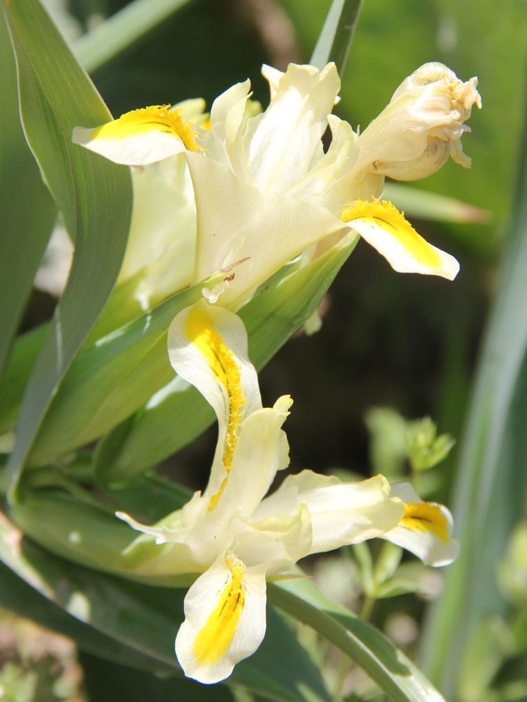 Image of Juno orchioides specimen.