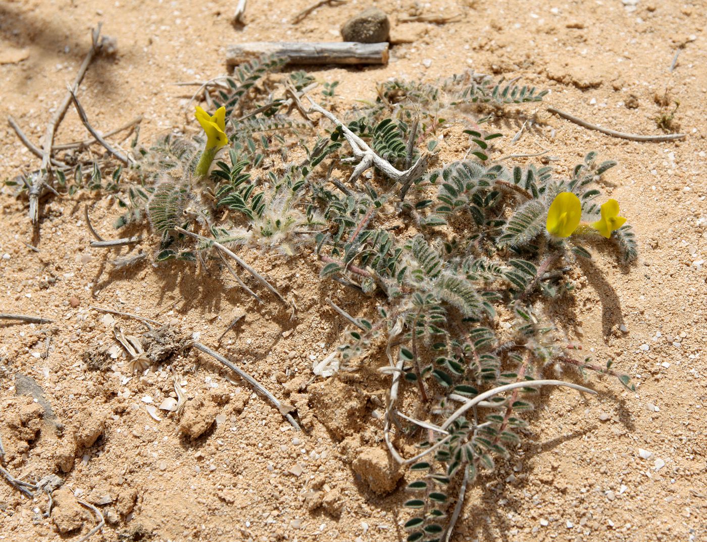 Изображение особи Astragalus caprinus.