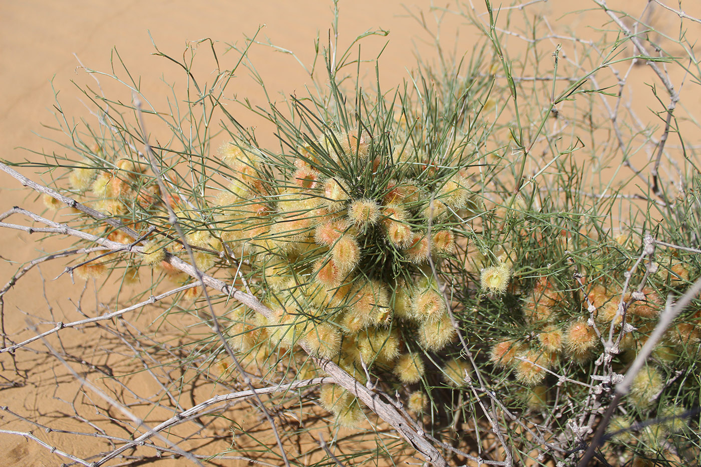 Image of Calligonum setosum specimen.