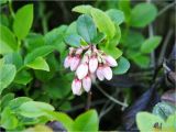 Vaccinium vitis-idaea