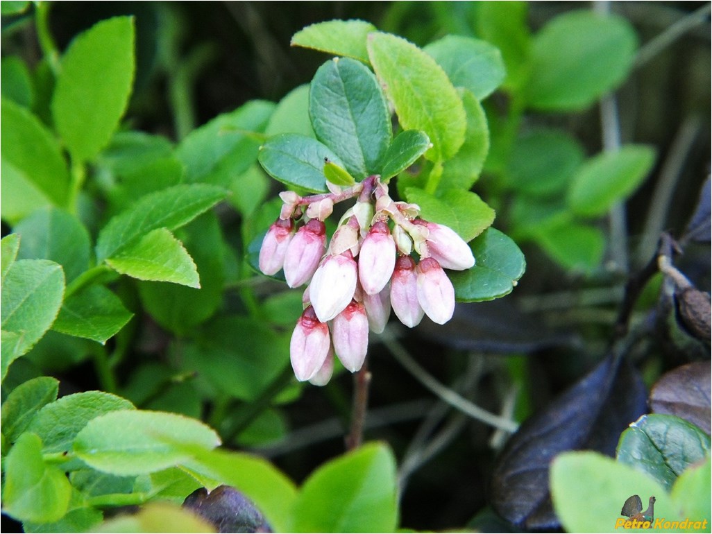 Image of Vaccinium vitis-idaea specimen.