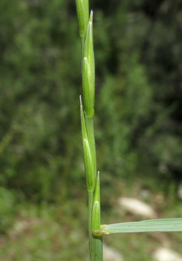 Изображение особи Elytrigia scythica.