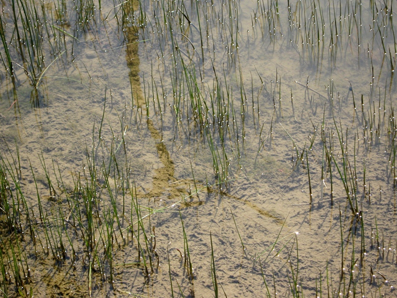 Image of Eleocharis palustris specimen.