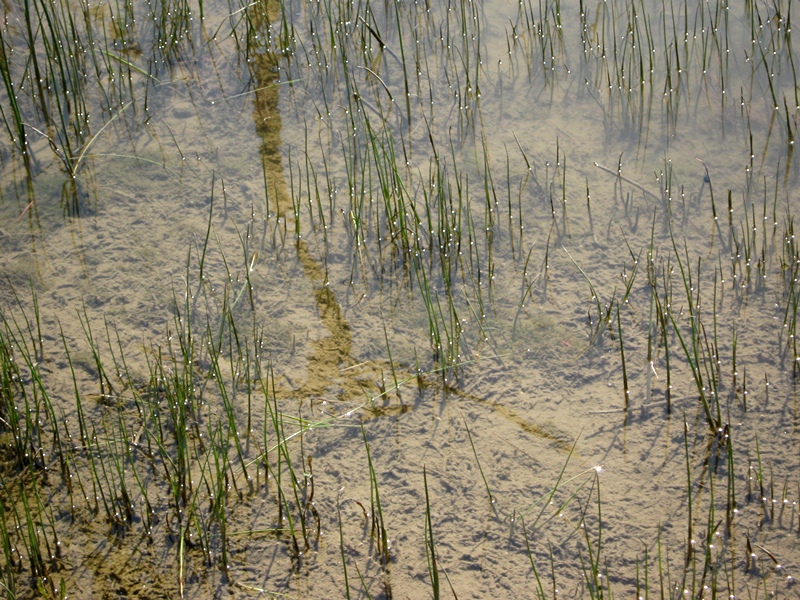 Изображение особи Eleocharis palustris.