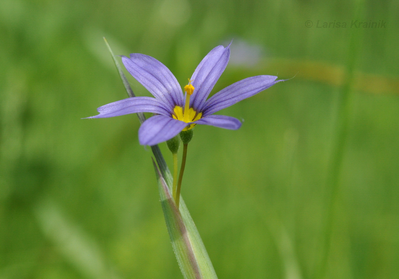 Image of Sisyrinchium septentrionale specimen.