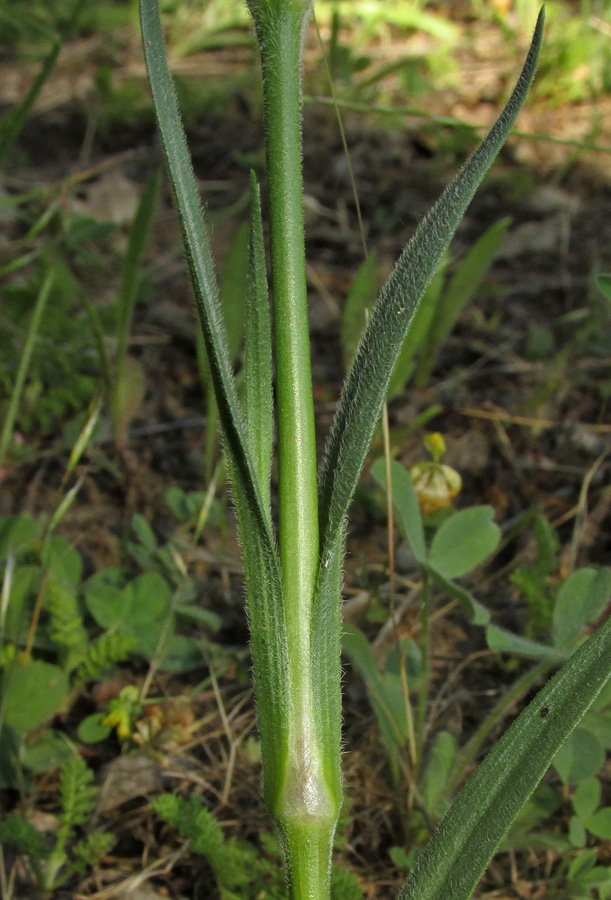 Изображение особи Dianthus armeria.