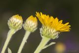 Inula oculus-christi