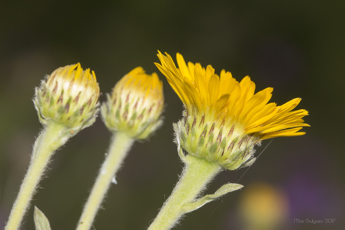 Изображение особи Inula oculus-christi.