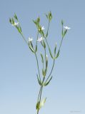 Centaurium meyeri