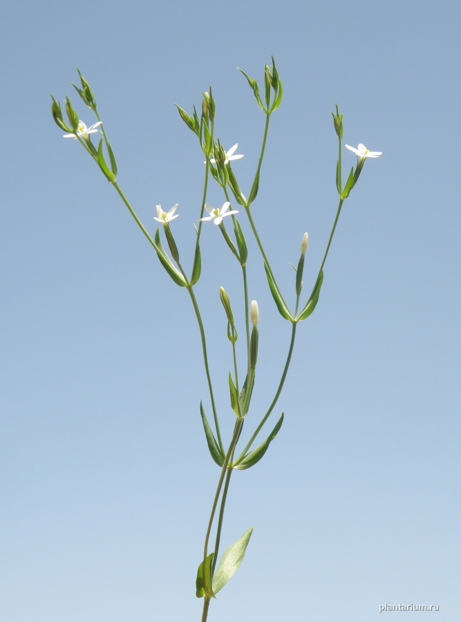 Изображение особи Centaurium meyeri.