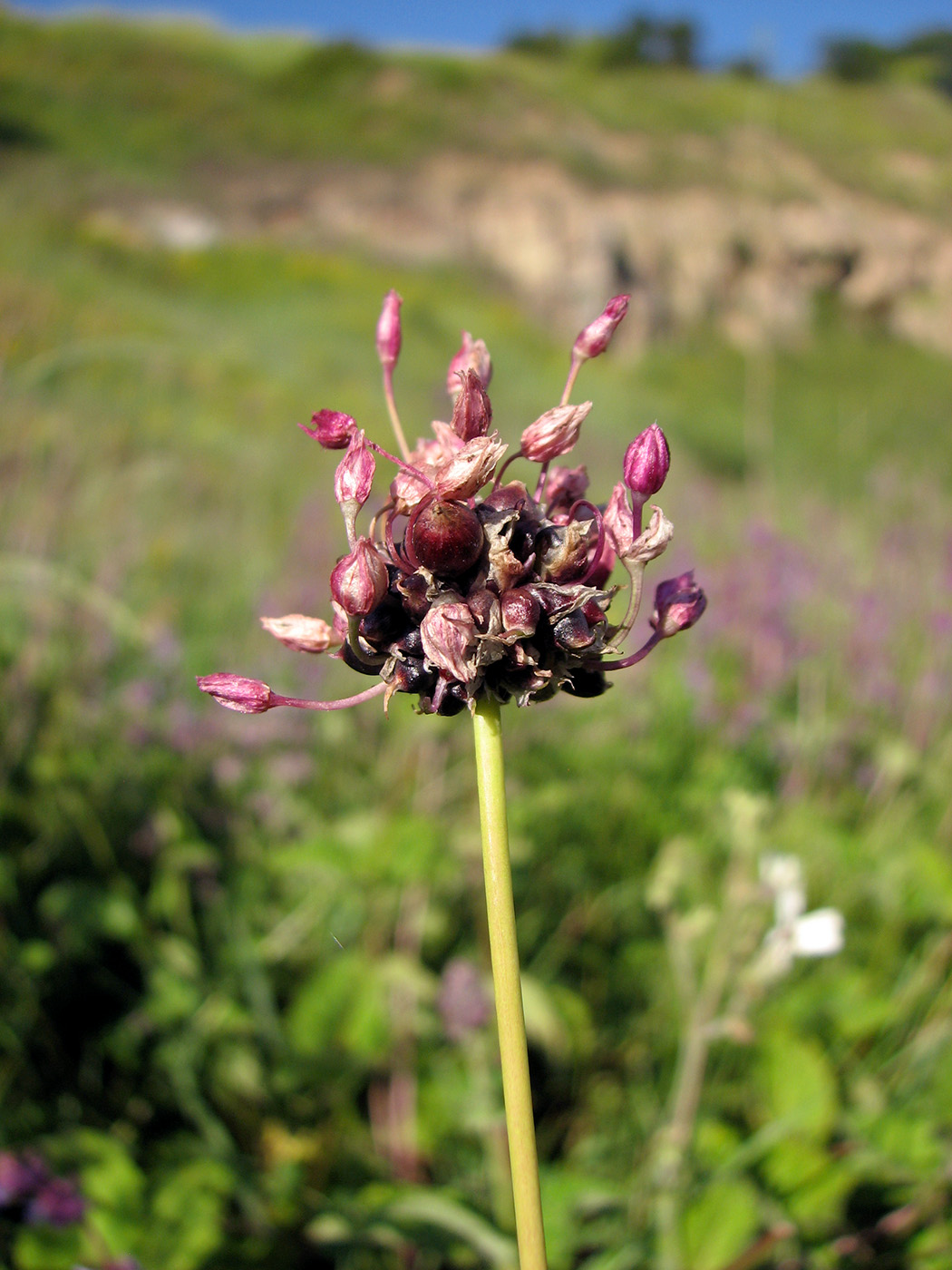 Image of genus Allium specimen.