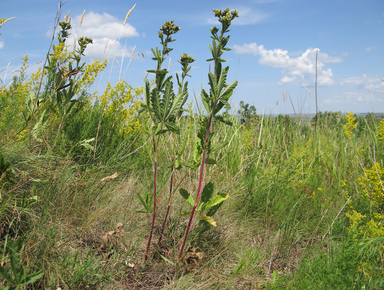 Image of genus Potentilla specimen.