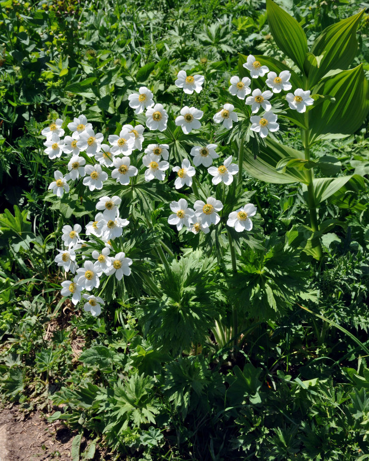 Изображение особи Anemonastrum fasciculatum.