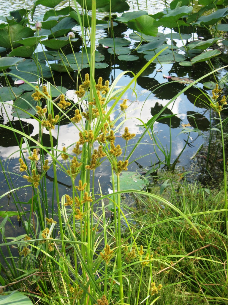 Image of Cyperus glomeratus specimen.