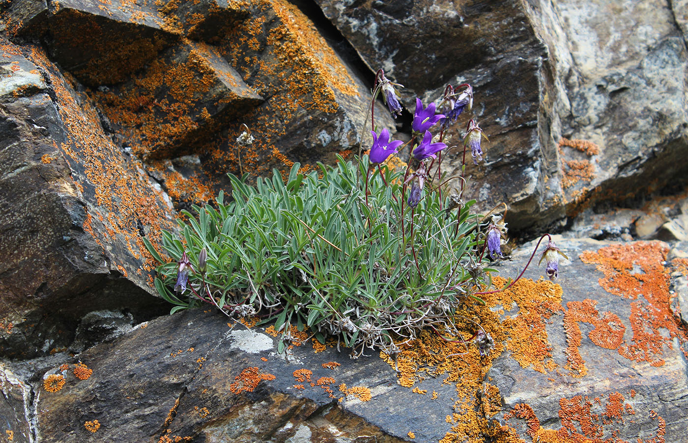 Изображение особи Campanula saxifraga.