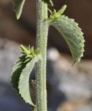 Campanula variety tomentella