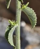 Campanula versicolor var. tomentella
