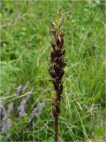 Platanthera bifolia