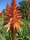 Aloe arborescens