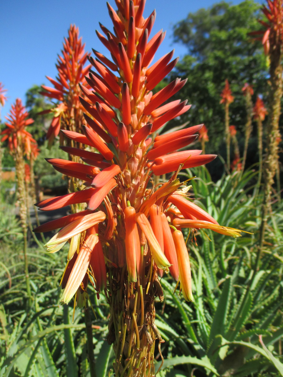 Изображение особи Aloe arborescens.