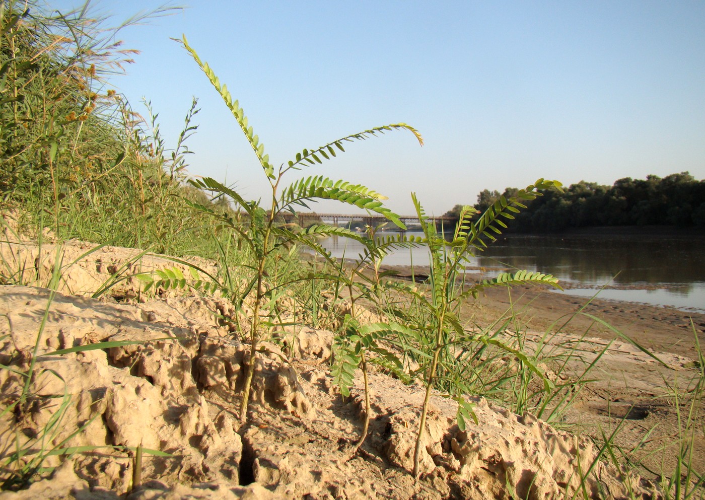 Image of Gleditsia triacanthos specimen.