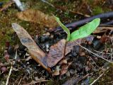 Acer platanoides. Проросток (увеличено). Санкт-Петербург, Старый Петергоф, парк \"Сергиевка\". 01.05.2010.