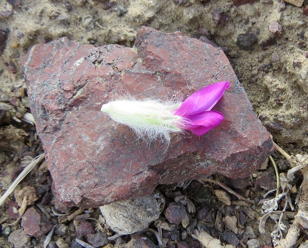 Изображение особи Oxytropis stenophylla.