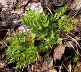 Anthriscus sylvestris. Розетка молодых листьев. Чувашия, окрестности г. Шумерля, пойма р. Паланка. 6 апреля 2008 г.