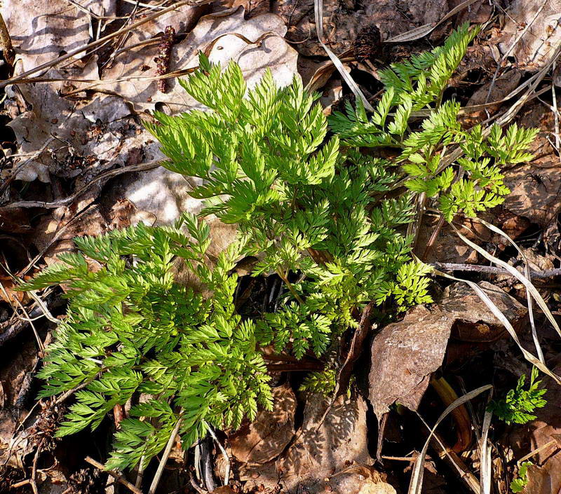 Image of Anthriscus sylvestris specimen.