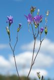 Campanula patula. Соцветия с цветками и незрелыми плодами. Псковская обл., Опочецкий р-н, 393 км шоссе М20, суходольный луг на старой залежи. 09.07.2017.