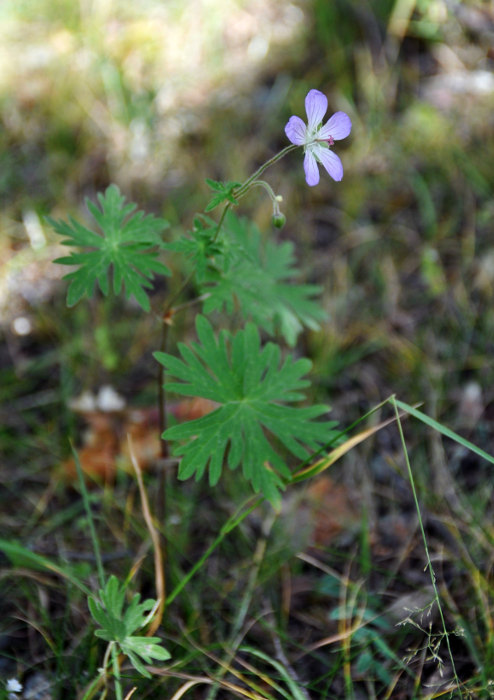 Image of Geranium collinum specimen.