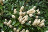 Lauro-cerasus officinalis. Верхушки побегов с соцветиями. Грузия, Кахетия, с. Цинандали, парк усадьбы А. Чавчавадзе. 03.05.2017.